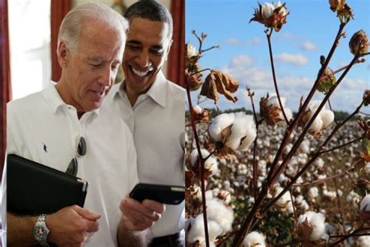 Joe Biden Cotton Picking Job